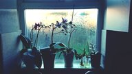 Orchideen als Zimmerpflanzen am Beschlagenen Fenster