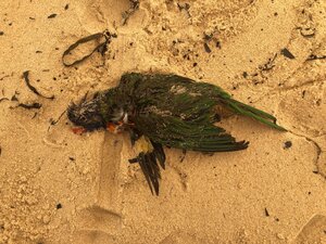 Ein verbrannter Vogel Ein verbrannter Vogel