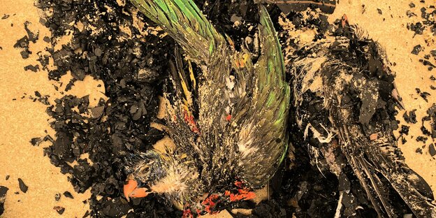 Ein toter Vogel am Strand Ein toter Vogel am Strand