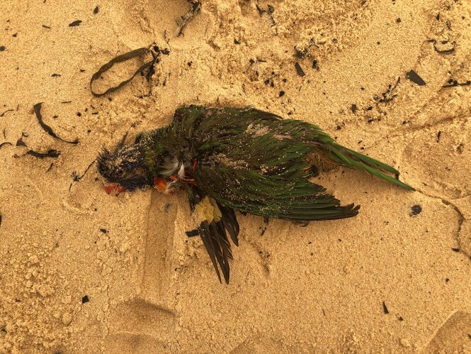 Ein verbrannter Vogel