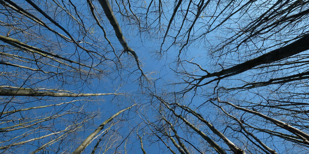 Kahle Bäume von unten Richtung Himmel fotografiert