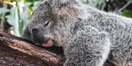 Ein Koala schläft auf einem Baumstamm
