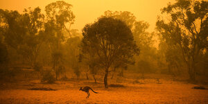 ein einzelnes Känguru hüpft davon, die Landschaft ist in roten Dunst gehüllt