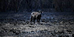 Ein Rind steht auf einem abgebrannten Feld