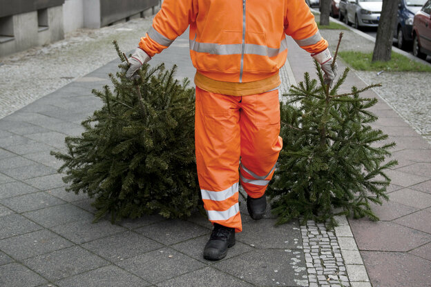 Mensch in orangenen Klamotten schleift zwei Weihnachtsbäume über die Straße
