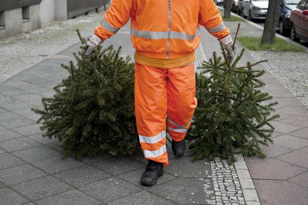 Mann in orange schleift zwei Weihnachtsbäume über einen Fußweg