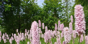 rosafarbene Blüten auf einer Wiese