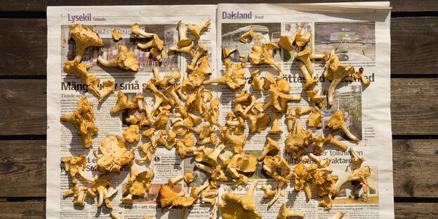 Pilze liegen auf einer Zeitung ausgebreitet