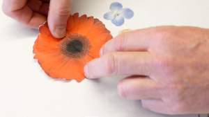 zwei Hände legen eine Papierblüte auf den weißen Papierbogen