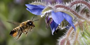Nahaufnahme einer Biene, im Hintergrund eine blaue Blume