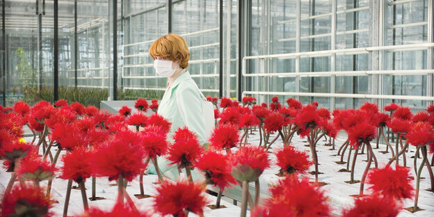Inmitten von roten, puscheligen Blüten steht eine Frau mit orangenen Haare, Mundschutz und einem Laborkittel.