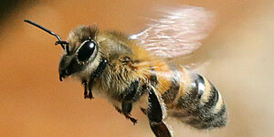 Eine Biene im Flug