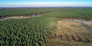 Wald bei Grünheide: Ein üppiger Kiefernwald, durch den sich eine Autobahn zieht. Hier will Tesla seine Autofabrik bauen