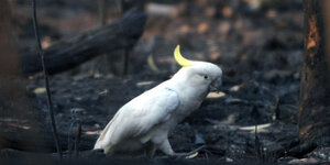 Weißer Kakadu auf verbranntem Boden