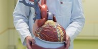 Hände in handschuhen halten ein rotes Stück Fleisch - die Entnahme einer Niere