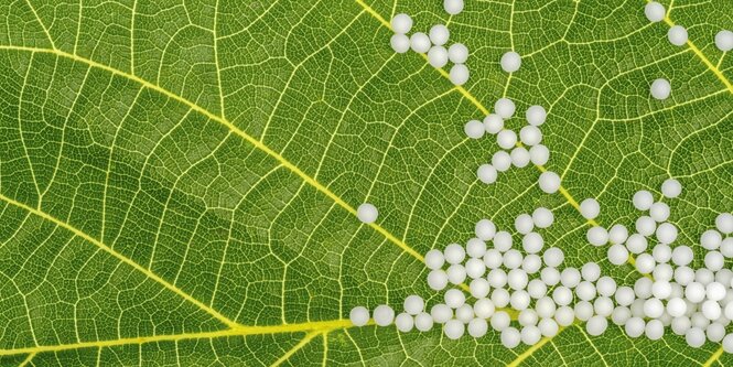 Weisse Pillen auf grünem Blatt