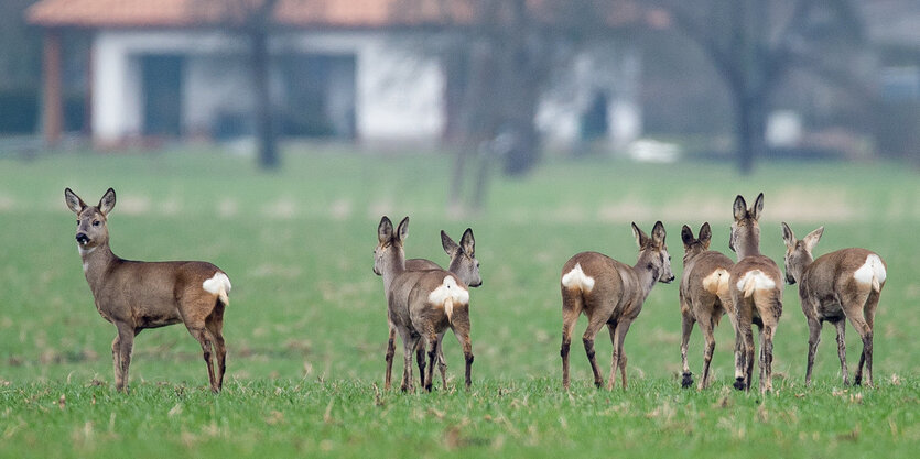 Rehe auf der Wiese