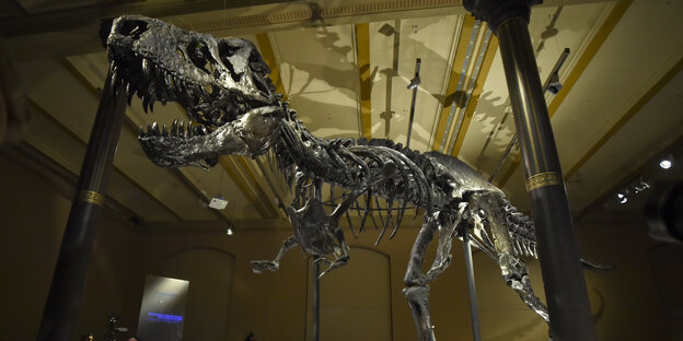 Skelett des Tyrannosaurus rex - genannt Tristan Otto – im Museum für Naturkunde