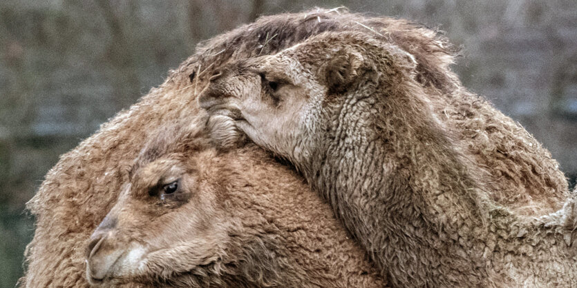 Dromedare kuscheln im Tierpark.