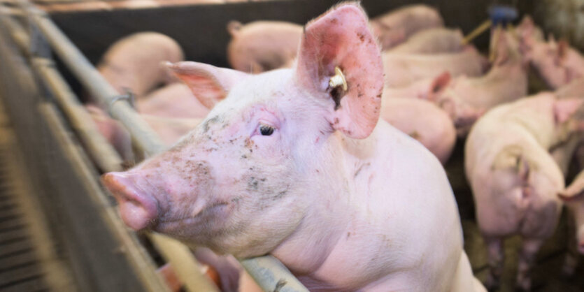 Ein Schwein schaut über das Gitter seines Stalls