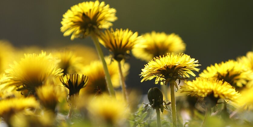 Gelbe Löwenzahnblüten