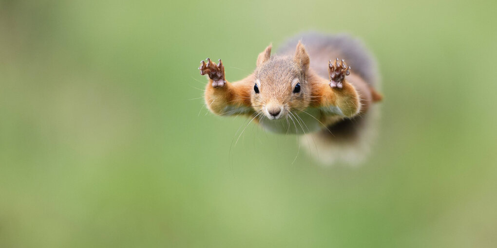 Eichhörnchen im Sprung, als käme es direkt auf einen zu