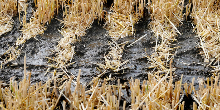 Nahaufnahme von Gülle als Dünger auf einem Feld.