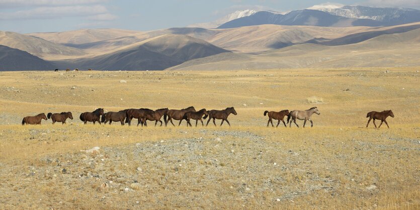 Pferde in der Steppe