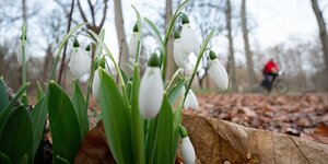 Schneeglöckchen im Tiergarten