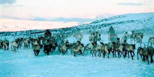 Zwei Samen-Männer sind mit einer Rentierherde auf den schneebedeckten Hügeln in Lappland unterwegs.