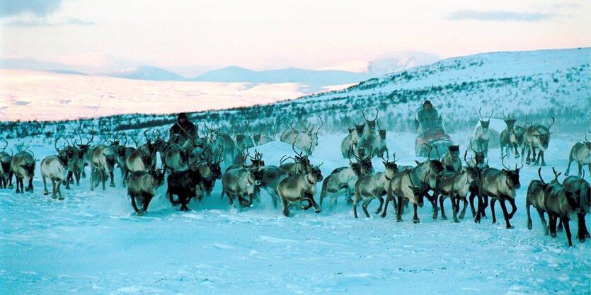 Zwei Samen-Männer sind mit einer Rentierherde auf den schneebedeckten Hügeln in Lappland unterwegs.