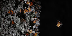 Monarch-Falter an einem Baumstamm