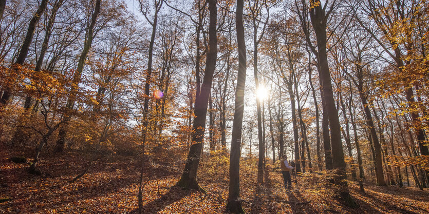 Ein Mann in einem herbstlich gefärbten Wald