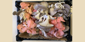 Eine Kiste mit grauen und rosanen Pilzen