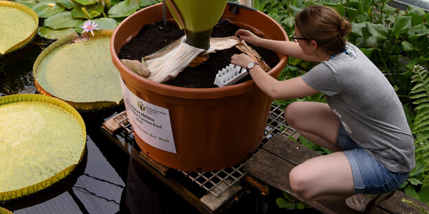 Eine studentische Hilfskraft untersucht im Botanischen Garten in Kiel eine Pflanze.