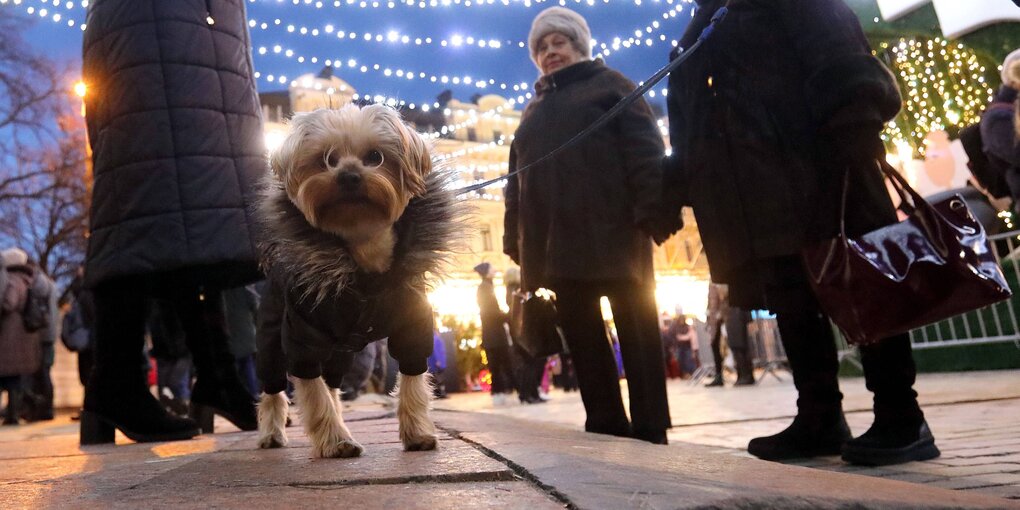 Ein Yorkshire terrier blickt in die Kamera