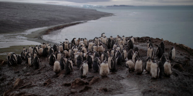 Pinguine verlieren ihren Lebensraum