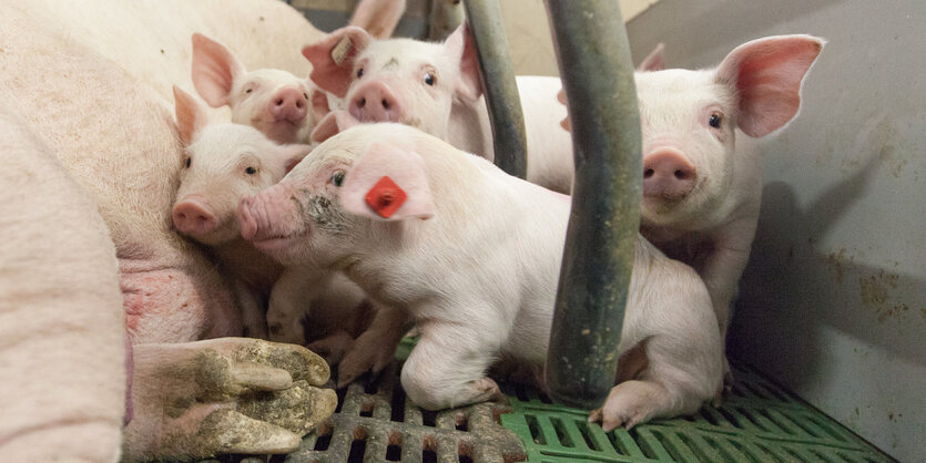 Eine Sau liegt mit ihren Ferkeln in einer Schweinebucht