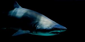 Gentrifizierung in Berlin: Ein Haifisch schwimmt durch ein dunkles Gewässer und sieht dabei im Halbschatten doch etwas gruselig aus