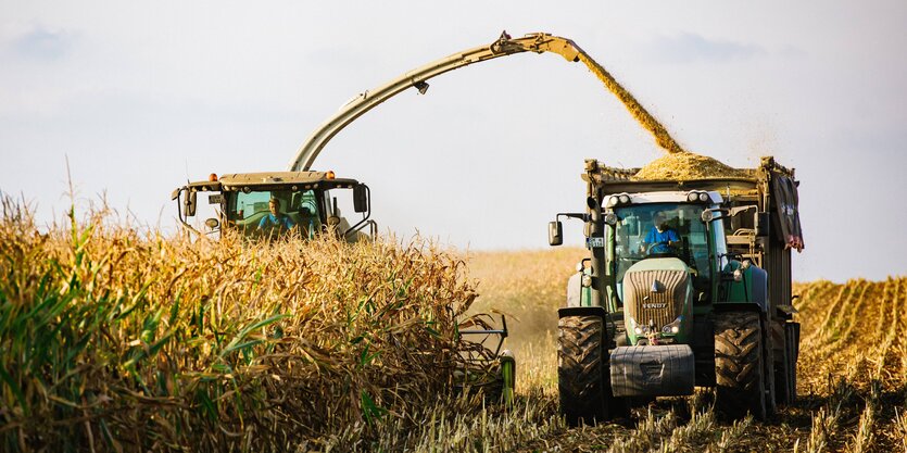 Maisernte auf einem Feld mit Landwirtschaftlichen Maschinen.