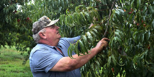 Bill Bader steht an einem Pfirsischbaum.