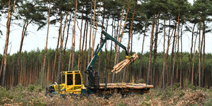 Holzfällarbeiten im Wald bei Grünheide bei Berlin.