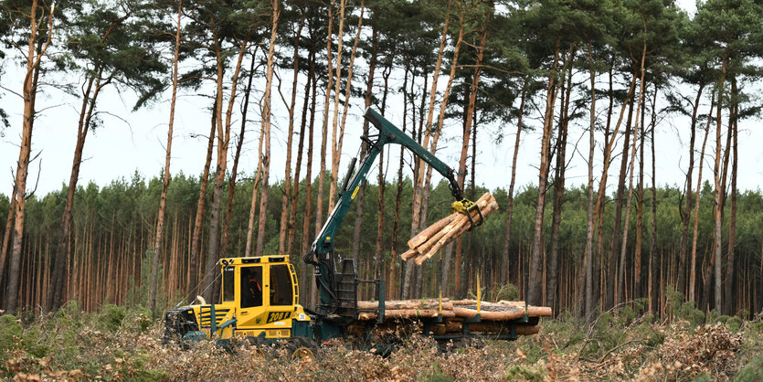 Holzfällarbeiten im Wald bei Grünheide bei Berlin.