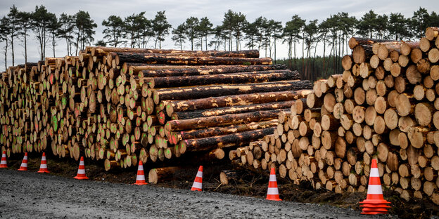 Tesla in Grünheide, Brandenburg: Gestapelte Baumstämme liegen vor Kiefernbewaldung