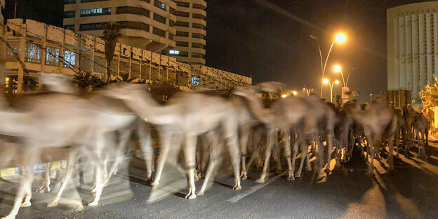 Kamele auf einer Straße in der Nacht in Tripolis.