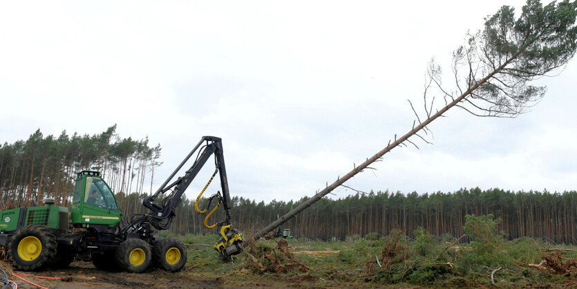 Auf dem zukünftigen Gelände von Tesla bei Berlin wird ein Baum gefällt.