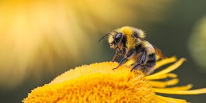 Nahaufnahme einer Biene auf einem gelben Nektar
