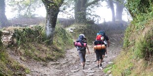 Zwei Wanderer auf einem Waldweg