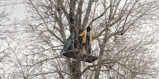 Rummelsburger Bucht: Bewohner der Wagenburg haben einen Baum besetzt und protestieren gegen dessen Rodung