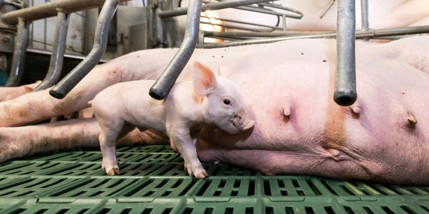 Ein Ferkel in einem Kastenstand in einer Schweinezucht.